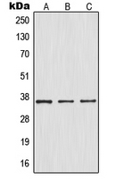 IKB alpha (phospho Ser32/Ser36) antibody