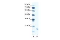 Diablo antibody, C-term