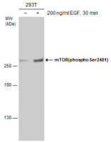 mTOR (phospho Ser2481) antibody
