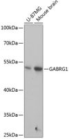 GABA A Receptor gamma 1 antibody