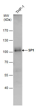 SP1 antibody