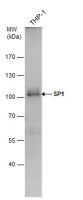 SP1 antibody