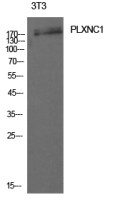 Plexin C1 antibody