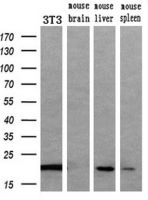 Apolipoprotein M antibody [3H3]