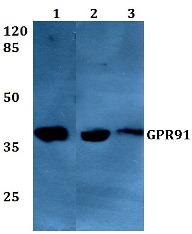 GPR91 antibody