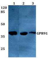 GPR91 antibody
