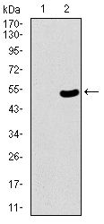 53BP1 antibody [6B3E10]