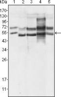 GABPA antibody [8C1B10]