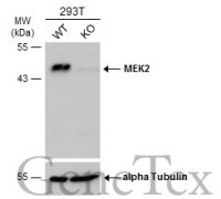 MEK2 antibody