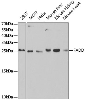 FADD antibody