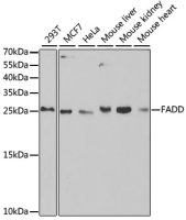FADD antibody