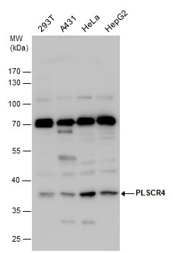 PLSCR4 antibody