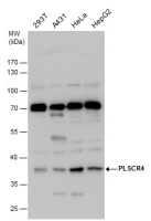 PLSCR4 antibody