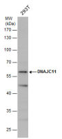 DNAJC11 antibody