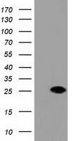 DUSP27 antibody [1E7]