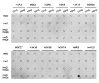 Histone H4R3me2 (Symmetric dimethyl Arg3) antibody