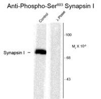Synapsin I (phospho Ser603) antibody
