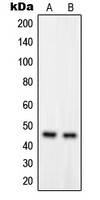 GPRC5B antibody