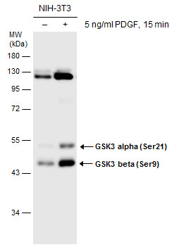 GSK3 alpha (phospho Ser21) + GSK3 beta (phospho Ser9) antibody