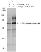 PLCG1 (phospho Ser1248) antibody