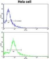 PDRG1 antibody, N-term