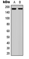 Ret (phospho Tyr1062) antibody