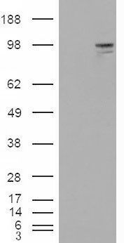 Neuroligin 3 antibody, Internal