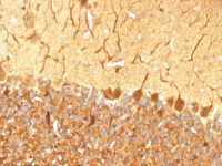 PGP9.5 antibody [SPM574]
