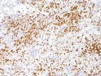 Annexin A1 antibody [IHC512]