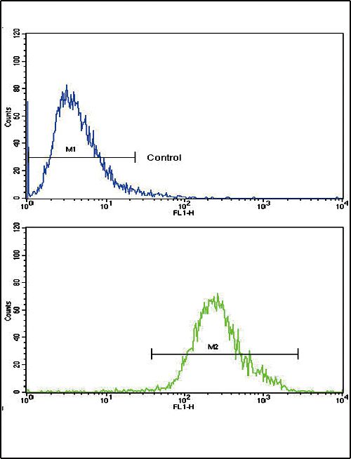 CNOT8 antibody, C-term