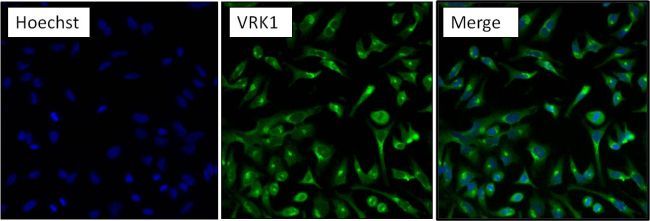 VRK1 antibody [1F6]