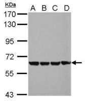 EHD4 antibody
