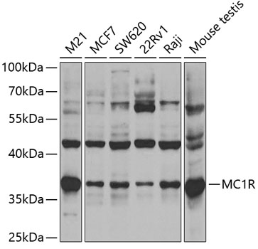 MC1 Receptor antibody