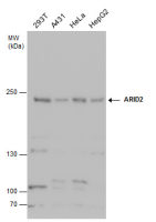 ARID2 antibody