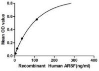 Human Arylsulfatase F protein, His tag