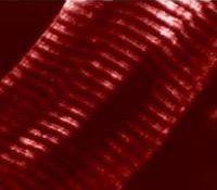 Triadin antibody [GE 4.90]