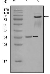 EphA7 antibody [6C8G7]
