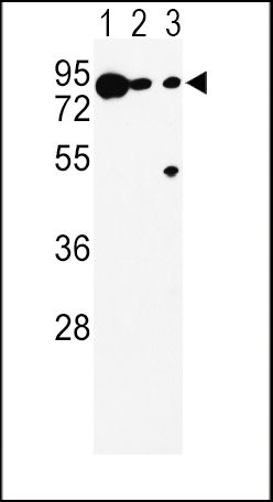 TRP2 antibody, N-term