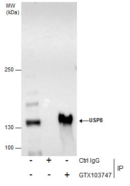 USP8 antibody