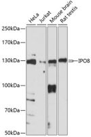 Importin 8 antibody