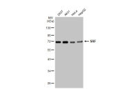 SRF antibody