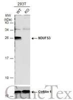 NDUFS3 antibody
