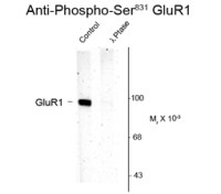 GluR1 (phospho Ser831) antibody