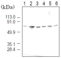 KPNA4 antibody [3D10]