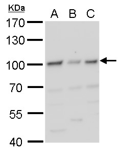 HIF1 beta antibody