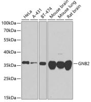 GNB2 antibody