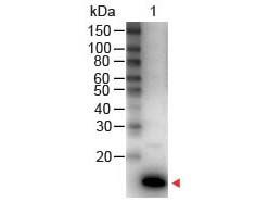 IL9 antibody (HRP)