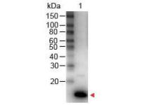 IL9 antibody (HRP)