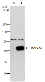 MEKK3 antibody [N3C2], Internal