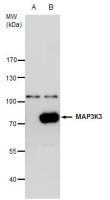 MEKK3 antibody [N3C2], Internal